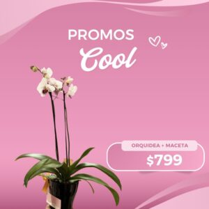 Orquídea + Maceta
